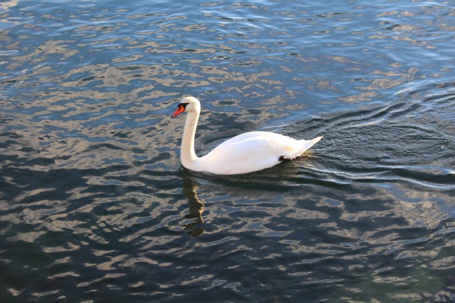 Cygne à Copenhague