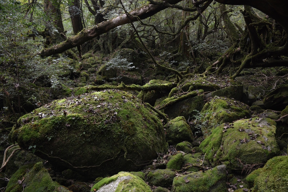 Cette image a un attribut alt vide ; le nom du fichier est yakushima-island-1030459_1280.jpg